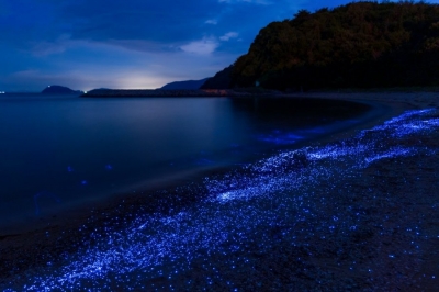 粟島　ウミホタル